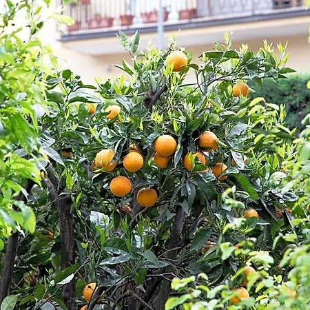 Bed & Breakfast L' Albero Di Giada